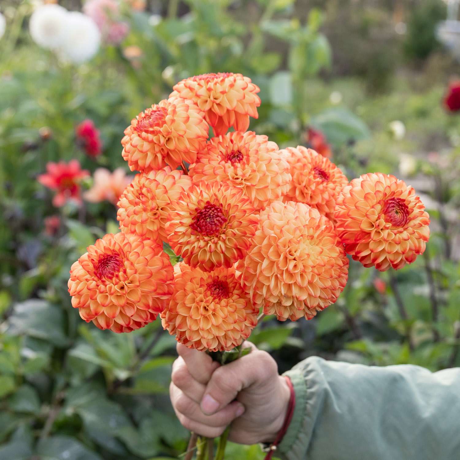 Dahlia 'Souvenir d’Ete'